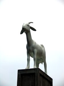 Free stock photo of animal, goat, landmark photo