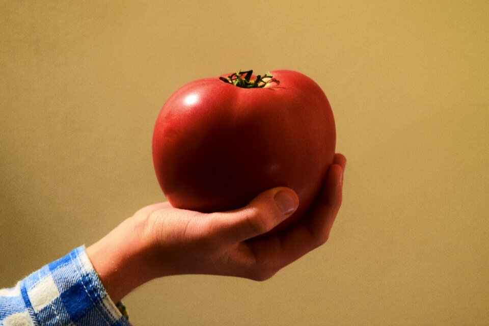 Free stock photo of tomato