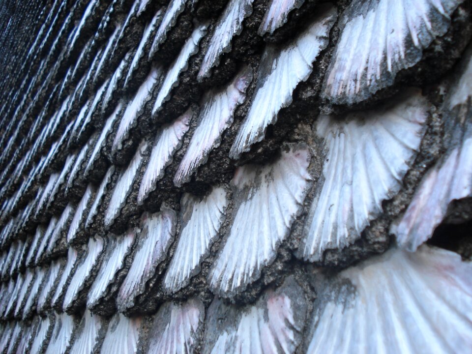 Free stock photo of detail, shell