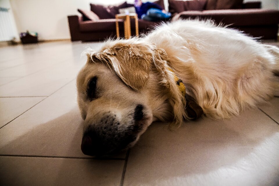Free stock photo of adorable, animal, blur