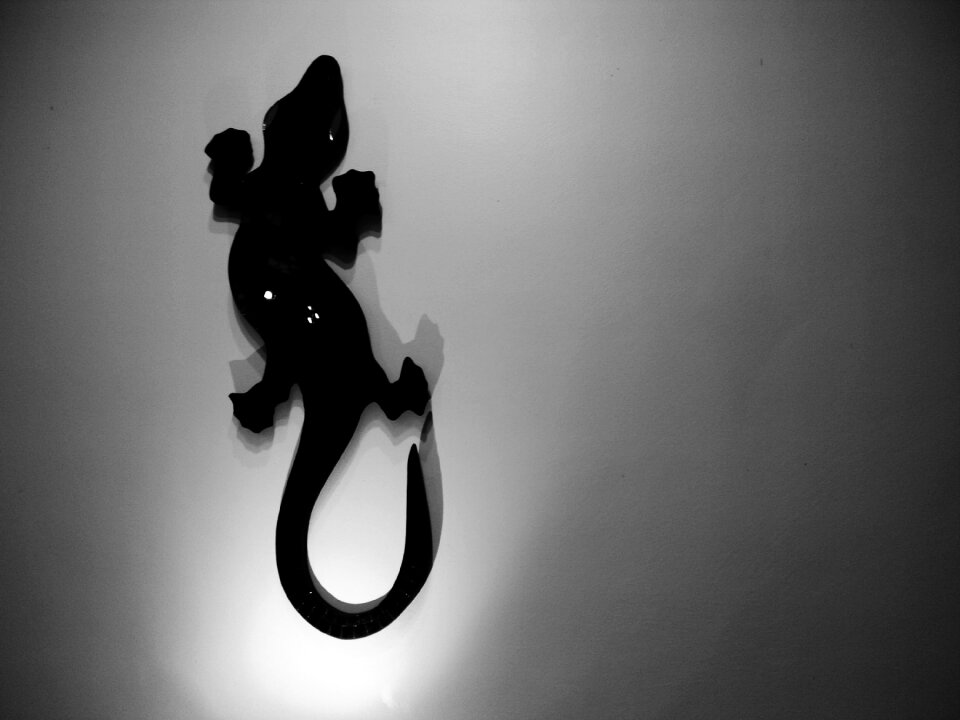 Free stock photo of black, decor, fauna