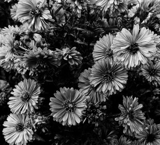 Free stock photo of art, black-and-white, bloom photo