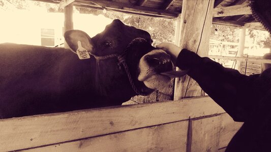 Free stock photo of animal, barn, cow