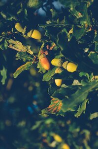 Free stock photo from Tookapic