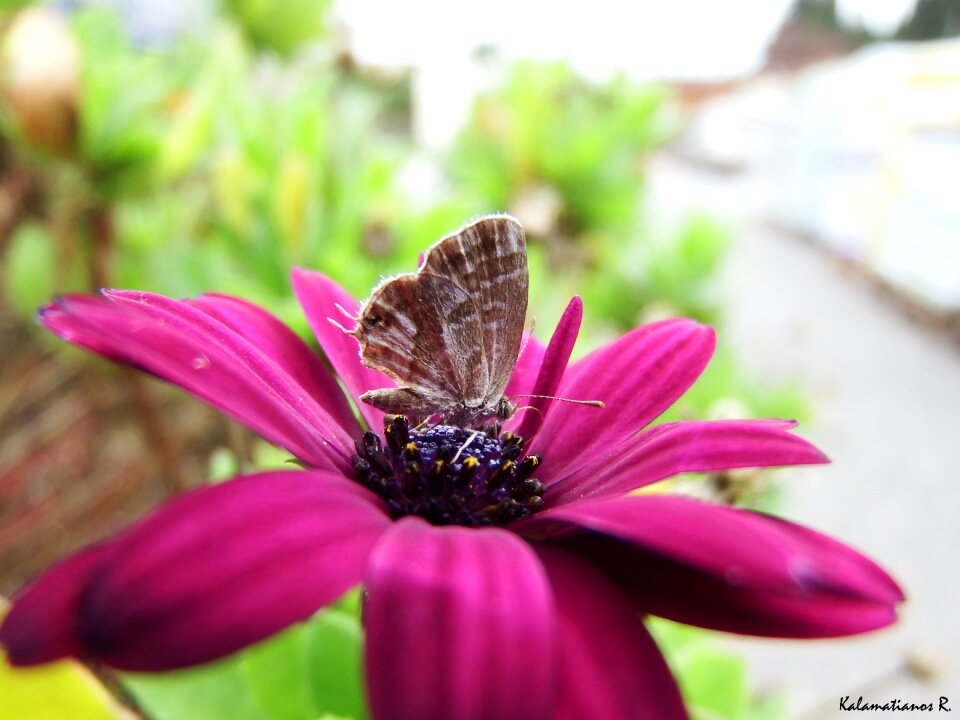Free stock photo of flower, insect, macro