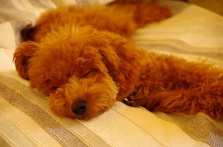 Free stock photo of dog, japan, sleep photo