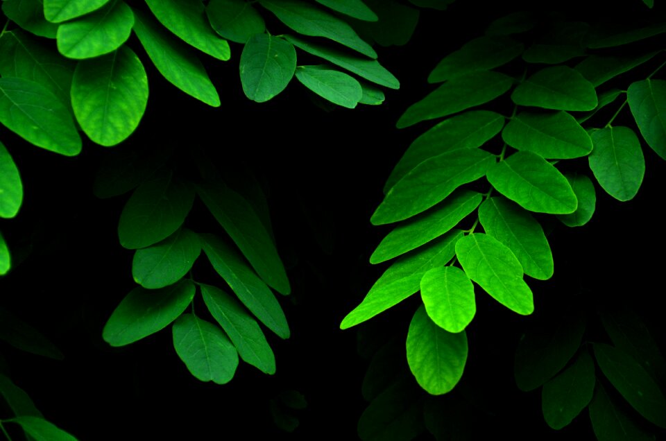 Green Leaves Plant