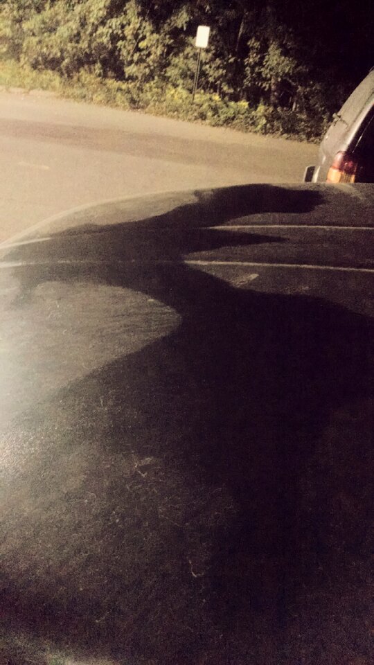 Free stock photo of bat, batman, night