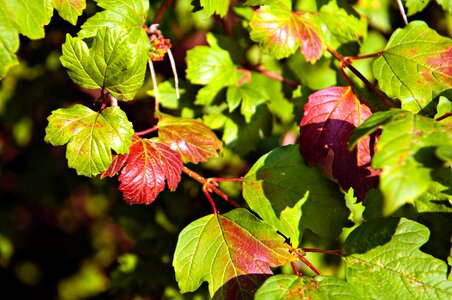 Free stock photo of colors, garden, leafs photo