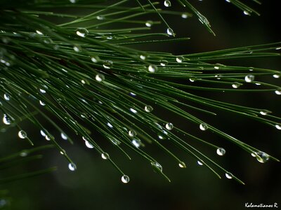 Free stock photo of drop, drops, pine leaves photo