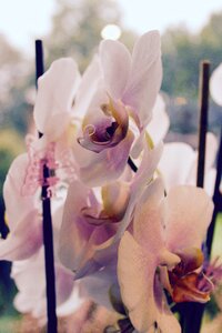 Free stock photo of alenopsis, flower photo