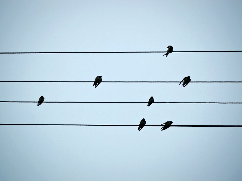Free stock photo of flock, sky, swallow