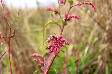 Free stock photo of grass, makro, plant