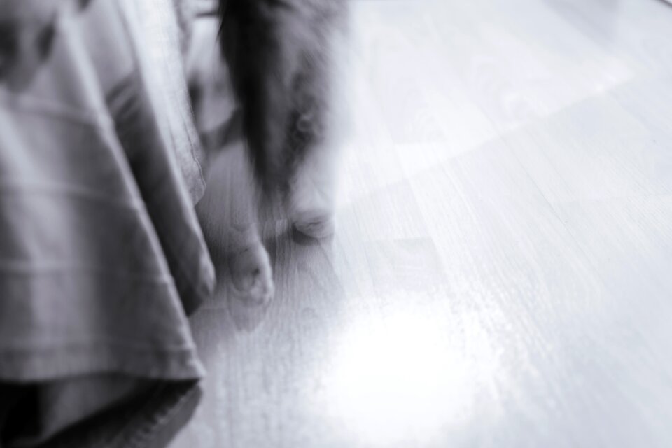 Free stock photo of cat, fun, ghost photo