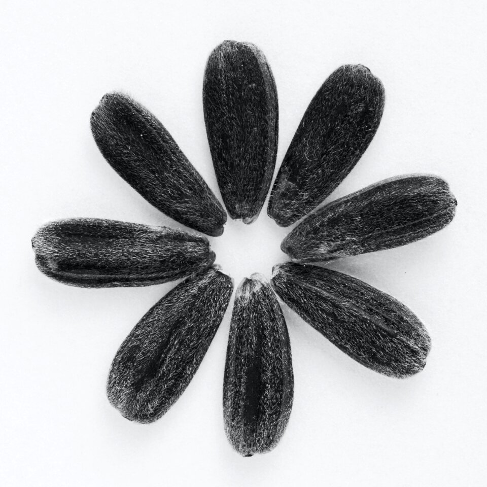 Free stock photo of seeds, sunflower