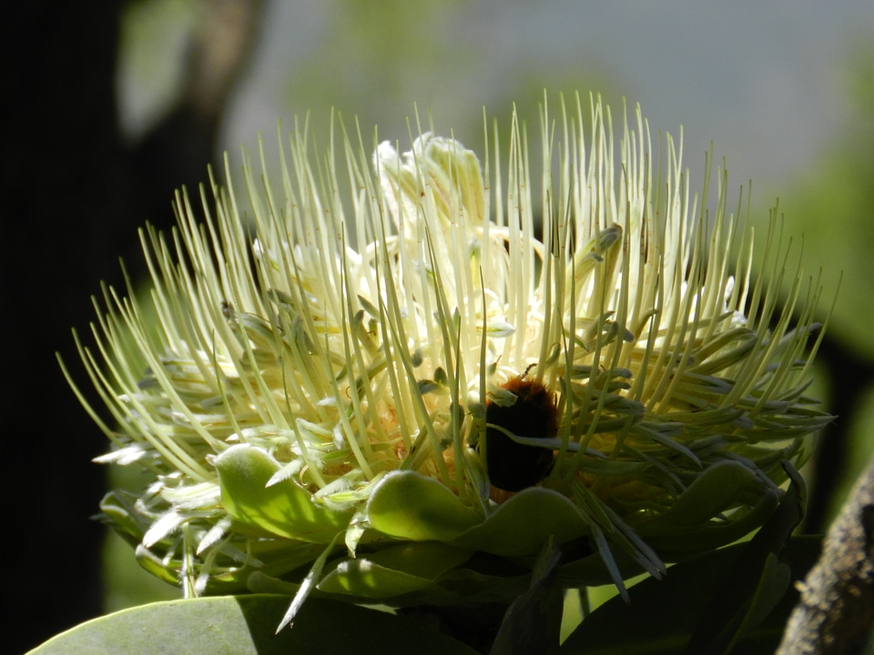 South africa flower flowers