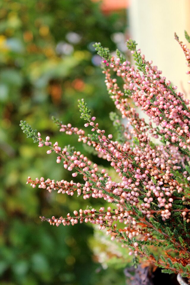 Free stock photo of heather flower