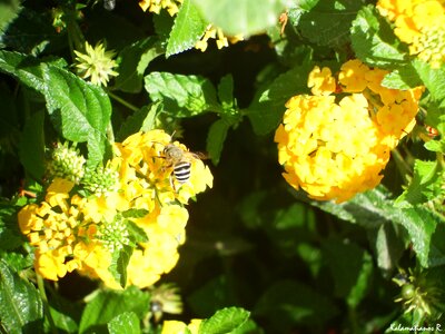 Free stock photo of bee, diptera, flower photo