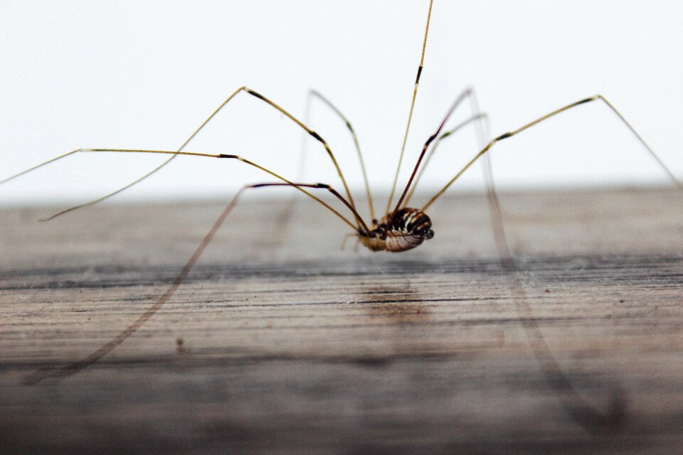 Free stock photo of makro, spider