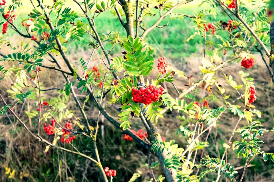 Free stock photo of green, mountain ash, red