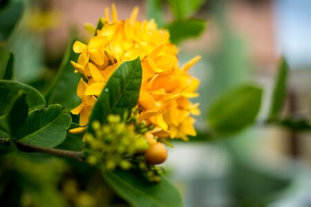 Free stock photo of 35mm, flowers, narrow dof