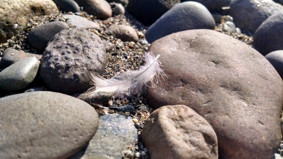 Free stock photo of feather, rocks, texture