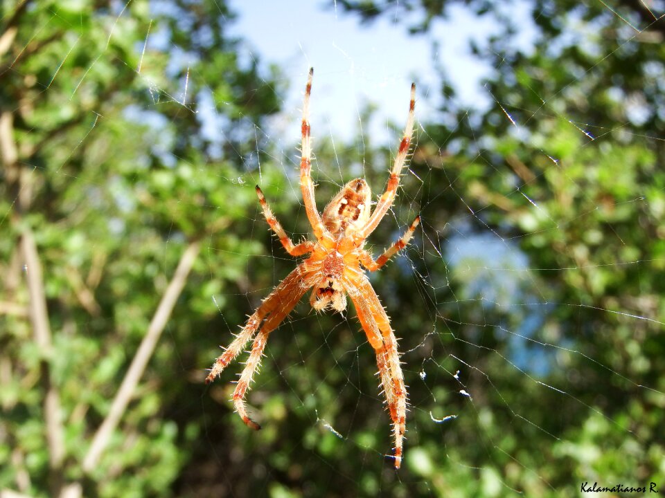 Free stock photo of insect, macro, spider