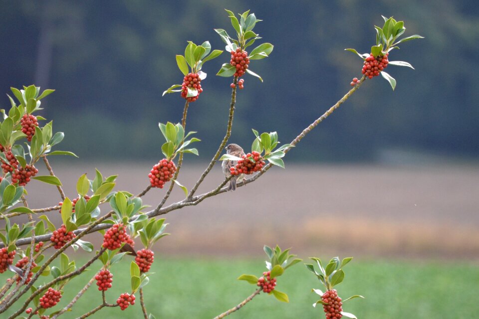 Free stock photo of nature, tree