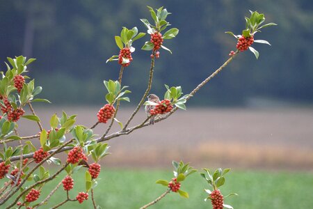 Free stock photo of nature, tree