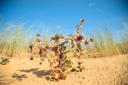 Free stock photo of blue sky, grass, sand photo