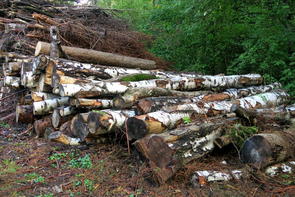 Free stock photo of landscape, logs, woodland
