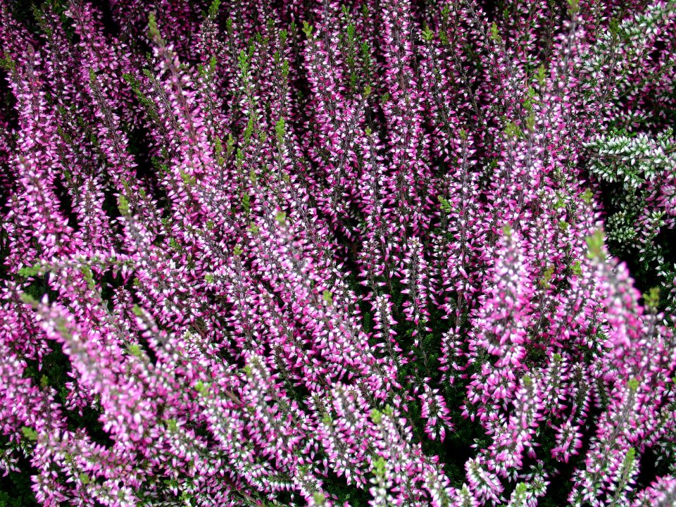 Free stock photo of calluna, nature, outdoor