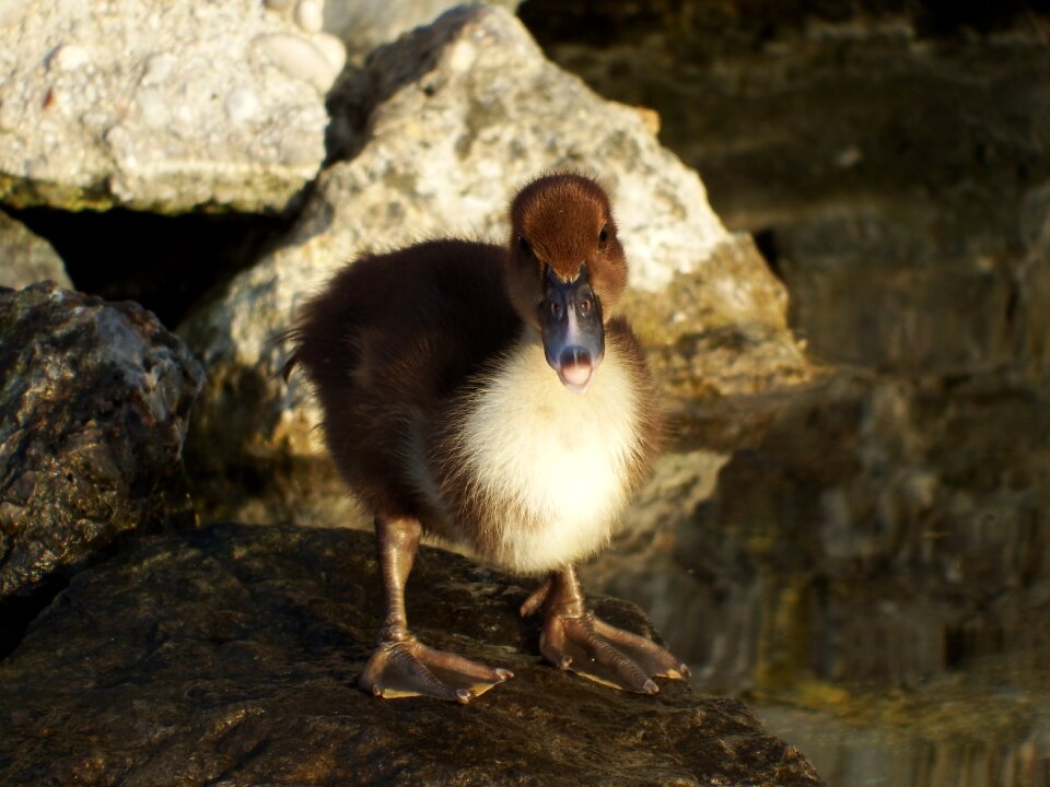 Free stock photo of small duck, stone, water photo