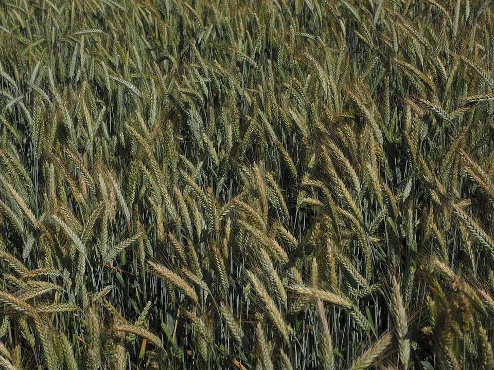 Field agriculture grain
