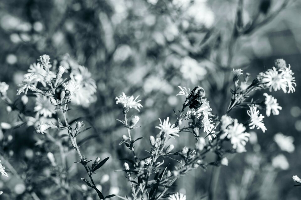 Free stock photo of bee, flowers, nature
