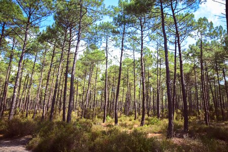 Free stock photo of forest, pine forest, tree photo