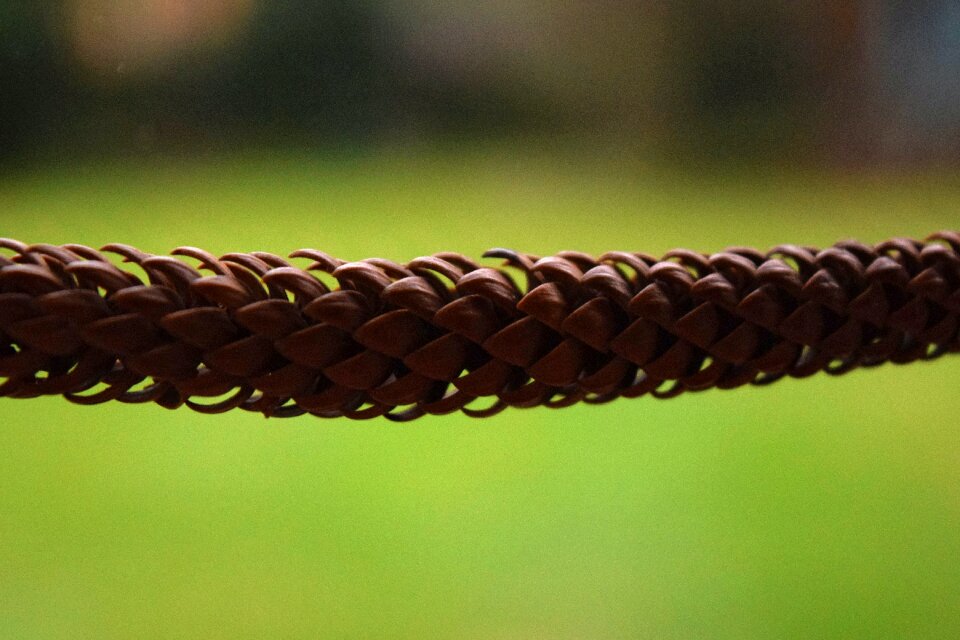 Free stock photo of cone, nature, pine cone