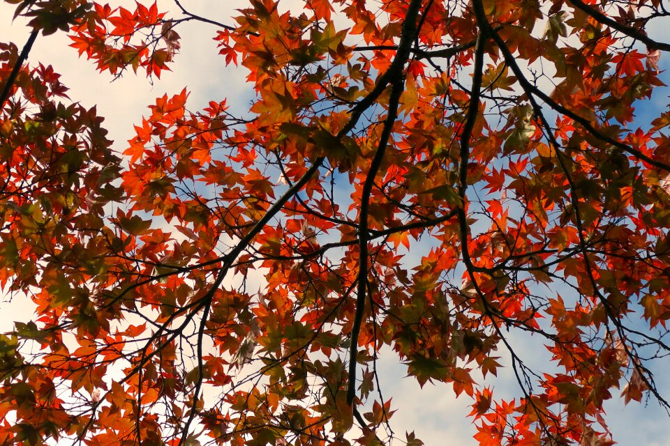 Free stock photo of back lit, colors, tree