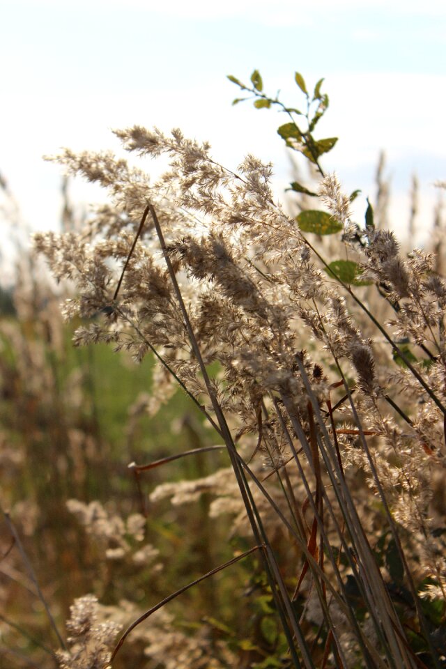 Free stock photo of dry, grass, winter