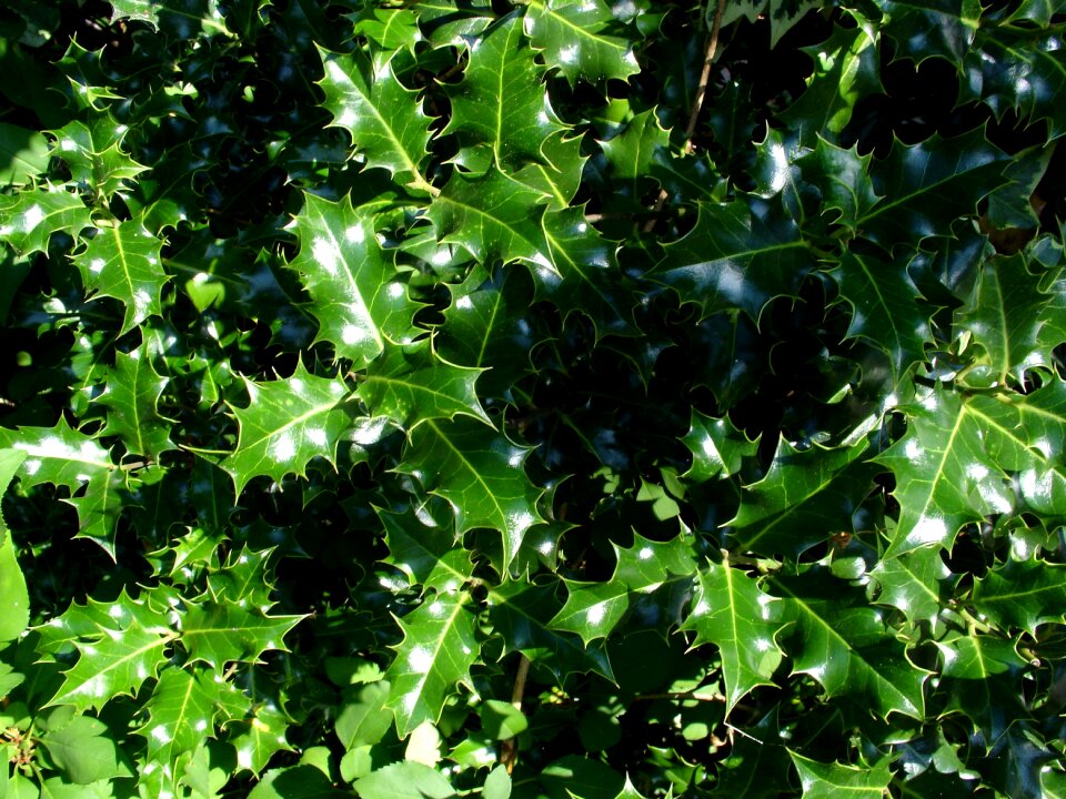 Free stock photo of green, holly, nature