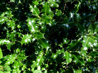 Free stock photo of green, holly, nature photo