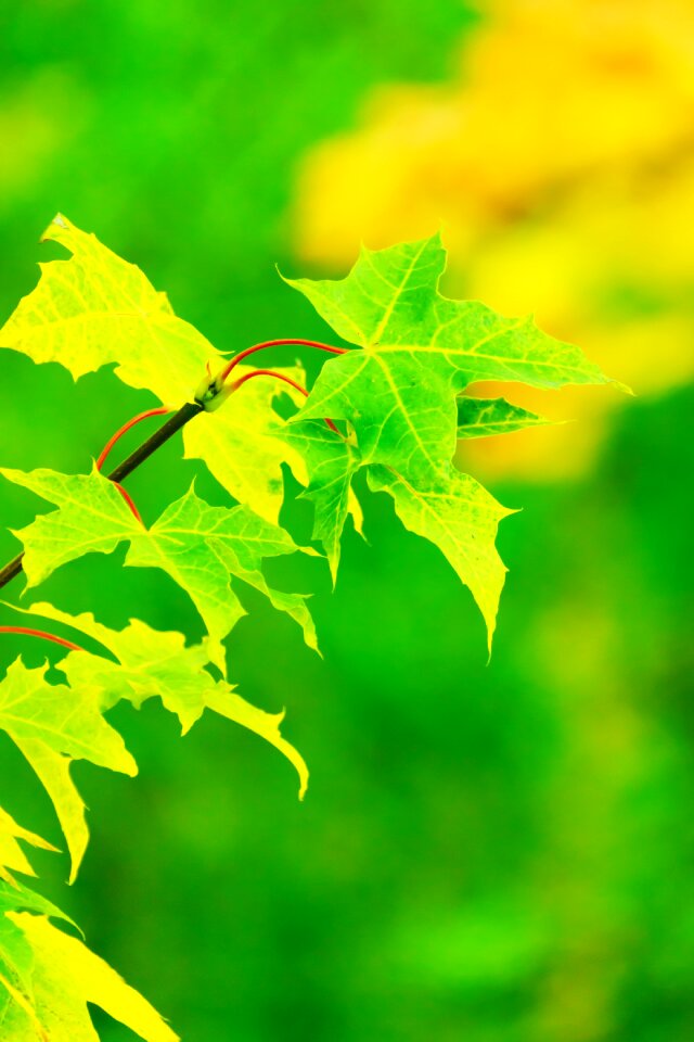 Free stock photo of bright, color, colored