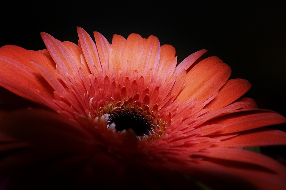 Plant nature macro