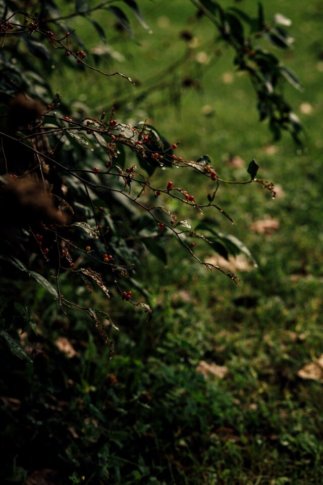 Free stock photo of grass, leafs, nature