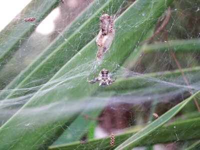 Free stock photo of insect, spider, spider web photo