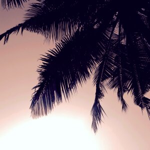 Silhouette of Coconut Tree photo