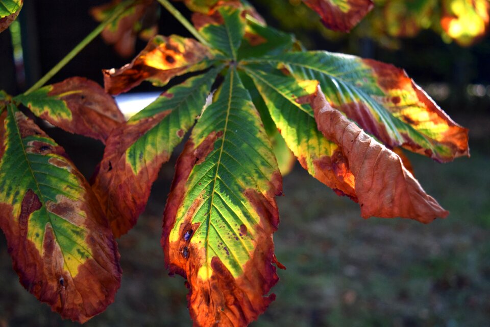 Free stock photo of chestnut, chestnut leaf