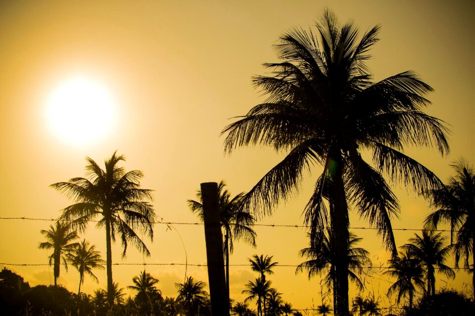 Free stock photo of 35mm, hot sun, palmtree