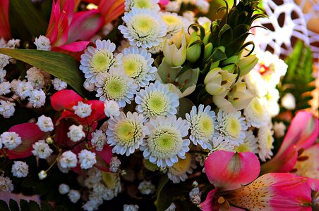 Free stock photo of flowers