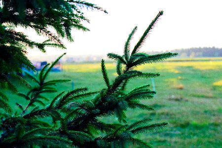Free stock photo of green, pine, tree